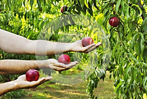 Hands holding peaches